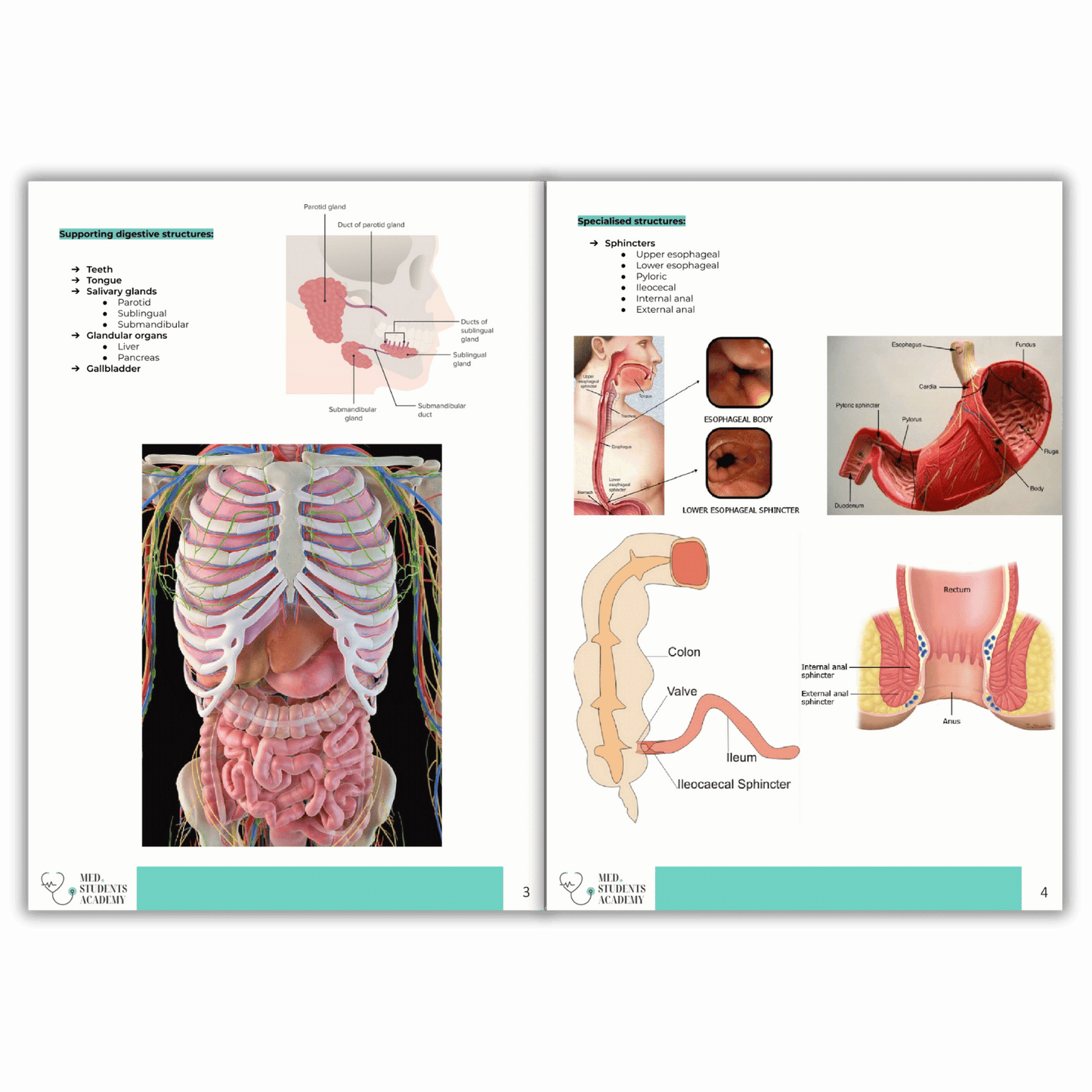 Gastrointestinal System